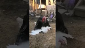 Индюк топчет индюшку