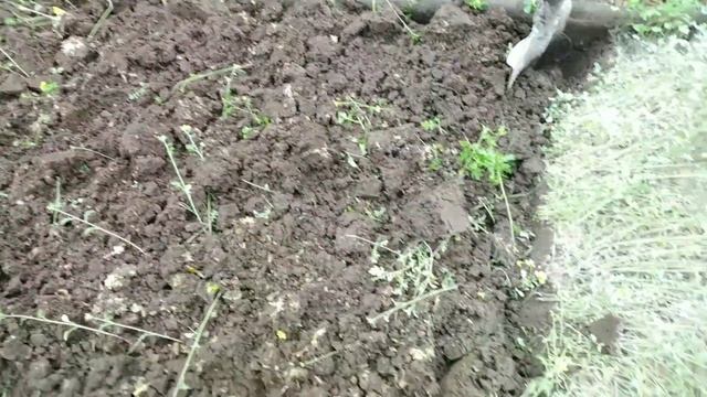 Осень?Доломитовая мука?на кислых почвах?Сажаю, собираю клубнику ?Огурцы прут?Быстрая засолка? смотреть онлайн