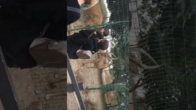 Живые уголки в Израиле смотреть онлайн