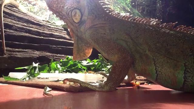 Игуаны Марк и Маруся завтракают. смотреть онлайн