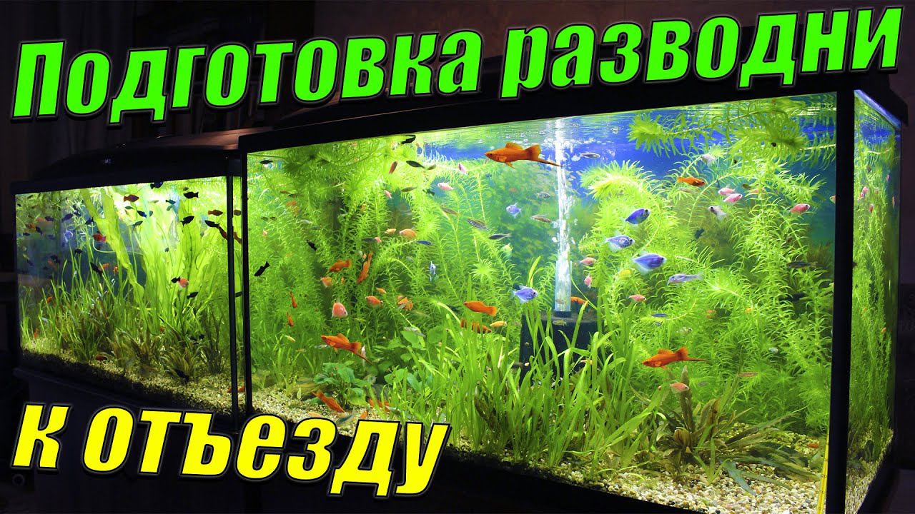 Начал подготавливать рыборазводню к отъезду! смотреть онлайн