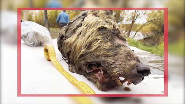 40,000 year old frozen wolf head discovered in Siberia! смотреть онлайн