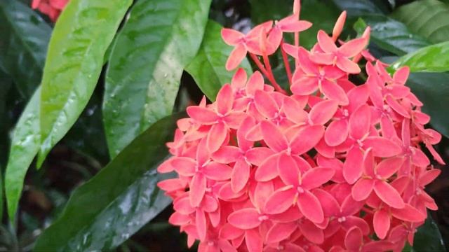 Ixora Plant Care, Propogation, Soil, Water, Fertilizer, Sunlight смотреть онлайн