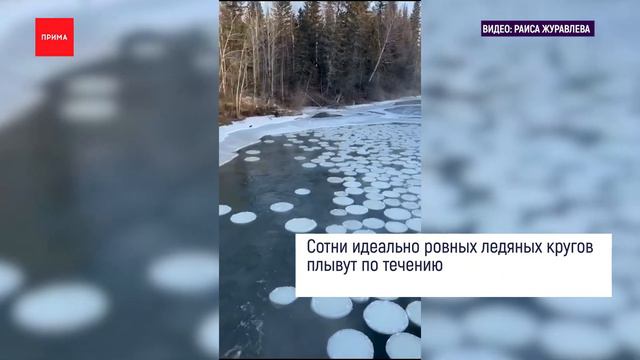 В Богучанском районе заметили круги на воде смотреть онлайн