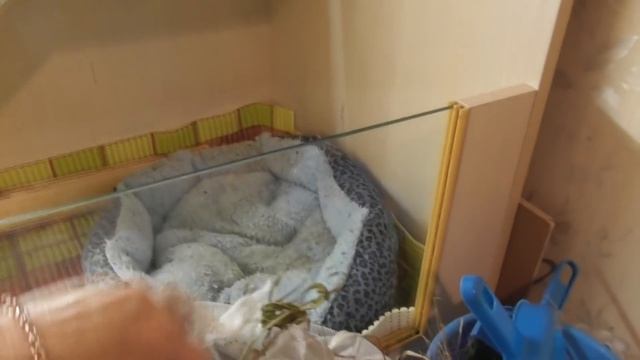 Снова драка Синяк под глазом/Морские свинки дерутся/Елена и зверята/Свинки ссорятся смотреть онлайн