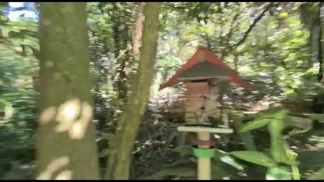 Orquidário de Santos смотреть онлайн