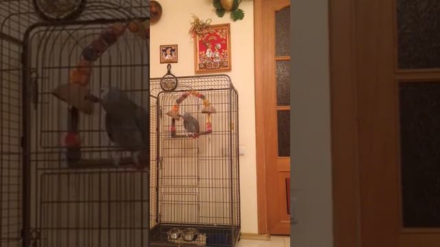 Попугай кроет матом смотреть онлайн