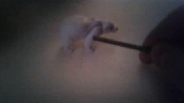 ШОК КОНТЕН РЕБЯТА МЕДВЕДЬ ХОДИЛКИ БРОДИЛКИ ПРИШЁЛ КО МНЕ ДОМОЙ И Я ЕГО ПОБИЛ АРМАТУРОЙ @ogree смотреть онлайн