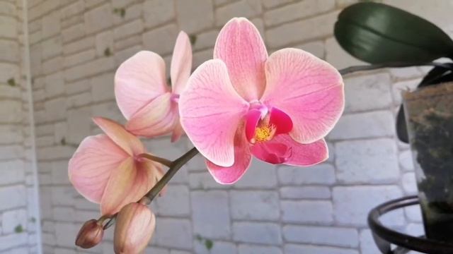 Цветущие орхидеи в сентябре 2020. 3 часть.! смотреть онлайн