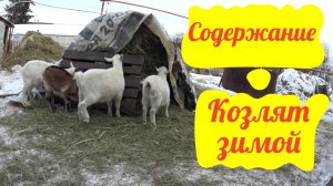 Уход и содержание козлят зимой, обязательно свежий воздух