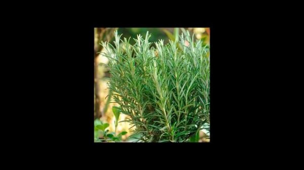 Для каких блюд подходит приправа розмарин