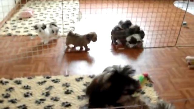 щенки тибетской породы лхаса апсо смотреть онлайн