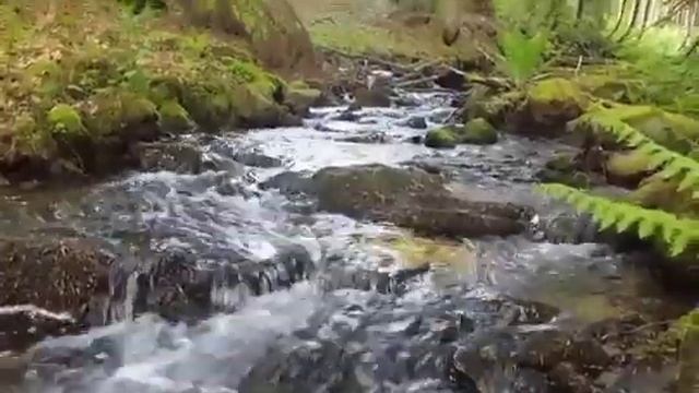 журчанье ручья включить и слушать звук онлайн бесплатно шум ручья в лесу для сна. звуки природы смотреть онлайн