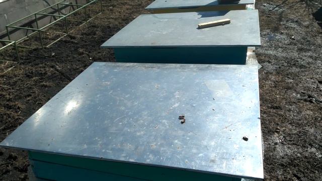 Весенняя подкормка пчёл. Хорошее подспорье и сильным и слабым пчелиным семьям! смотреть онлайн