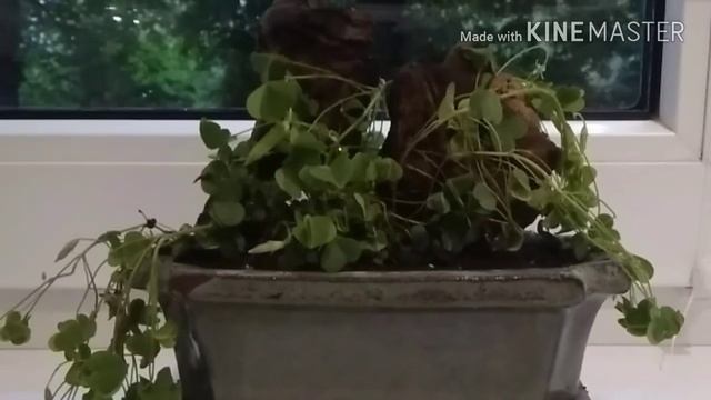 Кусамоно - болотная кочка. смотреть онлайн