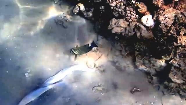 Красное море. Белая мурена. смотреть онлайн