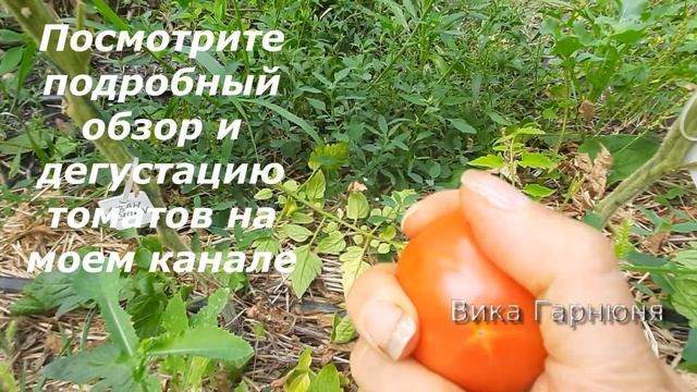 Иван Купала это томат как праздник смотреть онлайн