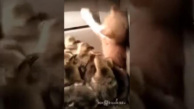 Прикол с котёнком и утятами. смотреть онлайн