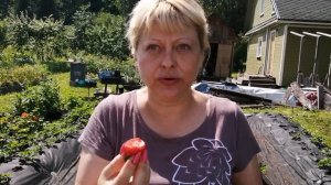 Дегустация сортов клубники Лорд, Мальга, Мурано и много других.