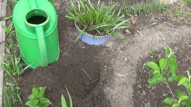 Лилии,подкормка смотреть онлайн