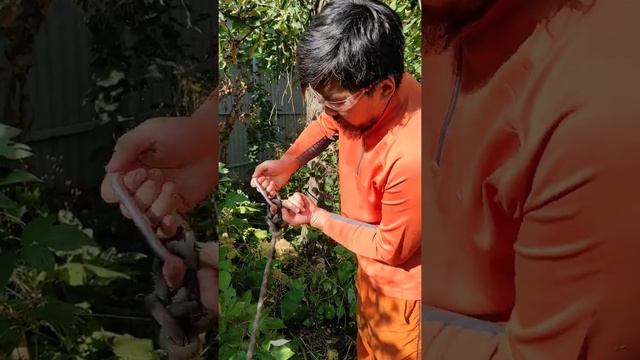 как медленно положить дерево на землю с помощью веревок? смотреть онлайн