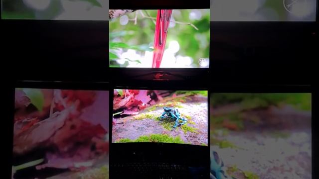 Asus PG27UQ (up) vs Samsung odyssey neo g9 (down) HDR смотреть онлайн