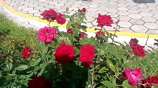 Были в парке Тополя ? смотреть онлайн