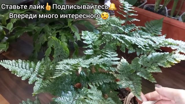 Папоротники и ОТОПЛЕНИЕ?Сушит вайи?Что делаю?Нефролепис Тайгер?Дассада вариегатная?Хумата Даваллия смотреть онлайн