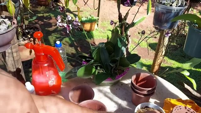 FILME: TUDO QUE VC PRECISA PRA TER PHALAENOPSIS LINDAS E FLORIDAS!!! смотреть онлайн