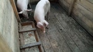 Отказали ноги у поросенка, что было ... ???