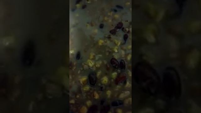 Каша в День Ашура смотреть онлайн