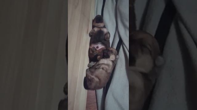 Крепкий сон малышей смотреть онлайн