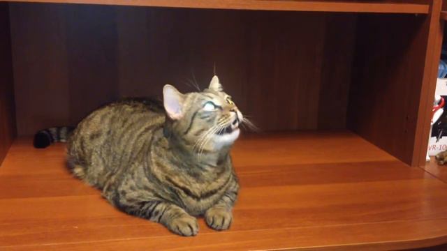 Мяукалка смотреть онлайн