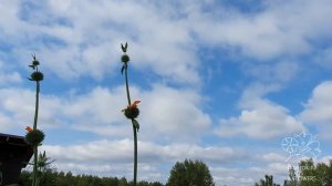 Леонотис котовниколистный (львиное ухо, львиный хвост, дагга) / Catnip-leaved Leonotis (lion's ear)