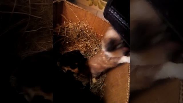 Комнатные собачки смотреть онлайн