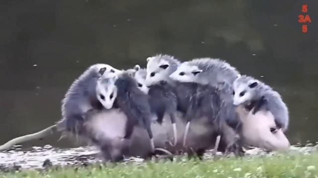 Самые Заботливые Родители в Животном Мире, Попавшие на видео за 