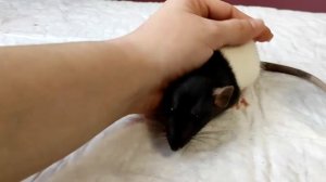 ДРЕССИРОВКА КРЫСЫ ДАМБО | С ЧЕГО НАЧАТЬ?