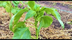 ДЕЛАЕМ ТЁПЛЫЕ ГРЯДКИ. ПОСАДКА БОЛГАРСКОГО ПЕРЦА В ОТКРЫТЫЙ ГРУНТ.