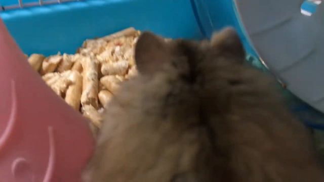 мои домашние животные ))) собака и хомяк смотреть онлайн