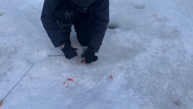 Рыбалка в Красногорске.BigCarp.Ловля форели.Рыбалка на платнике.Беседки,отдых,рыбалка,досуг. смотреть онлайн