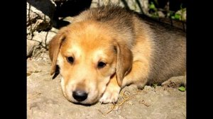 Собаки породы "Русская гончая"