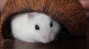 Песня хомяка. "Хомки могут". Поют шиншиллята. Пародия на песню "Папа может"