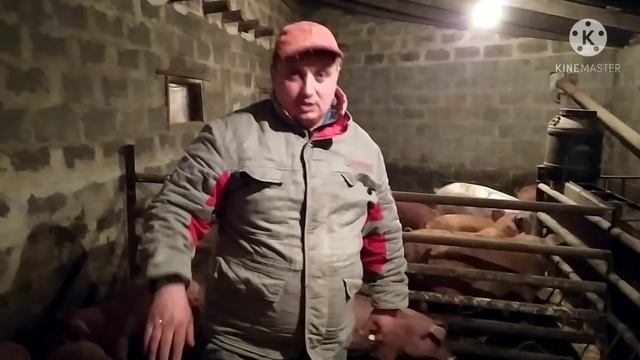 Вес трёхмесячных Поросят Породы Пьетрен --Дюрок ,Результат Радует ,Сухое Кормление ... смотреть онлайн