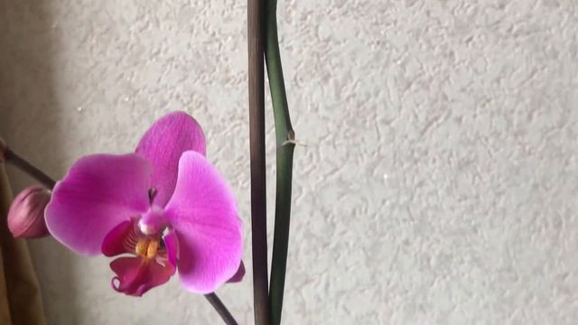 Новая фиалка. Зацвела Орхидея. Американская Орхидея тоже цветет! смотреть онлайн