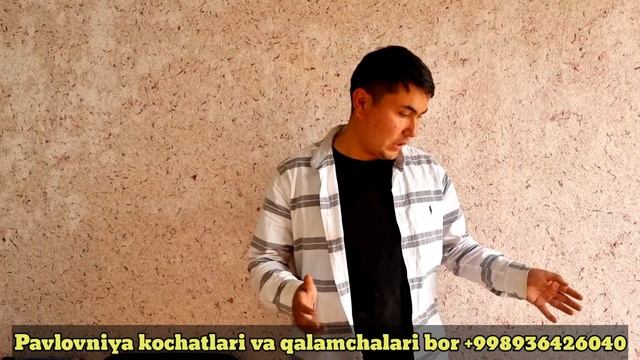 Павловния гули оркали катта микдорда асал олиш ( Павловния дарахти ) смотреть онлайн