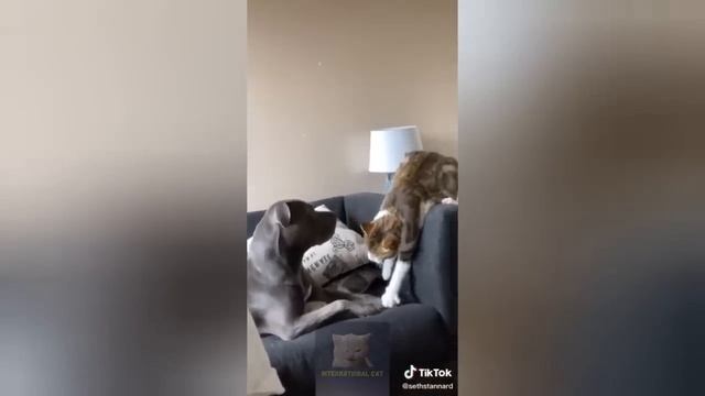 Подборка смешных моментов с кошками #3 смотреть онлайн