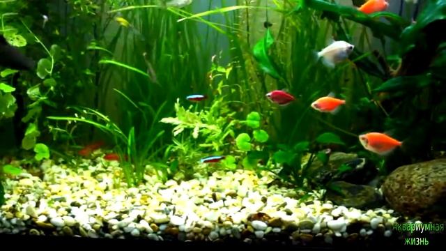Какие растения в 120 л аквариуме смотреть онлайн
