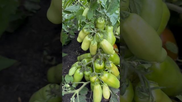 Обзор урожайности томата «Жигало» смотреть онлайн