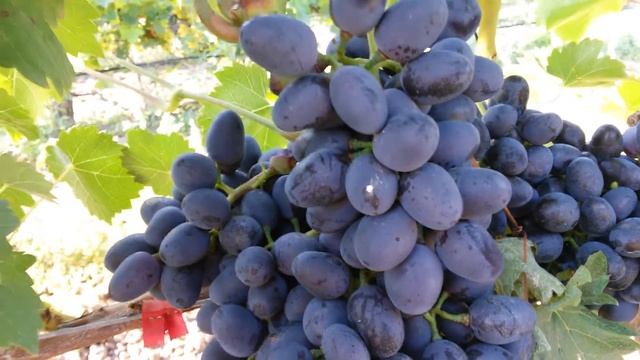 20160809 Виноград Чарли смотреть онлайн