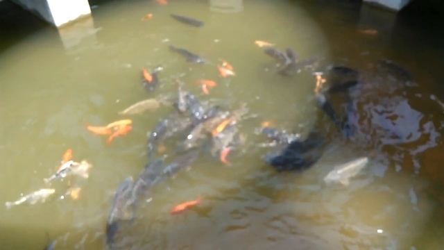 Приморский океанариум Дети кормят рыбок   15